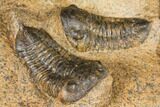 Plate Of Nine Sokhretia? Trilobites - Erfoud, Morocco #130412-9